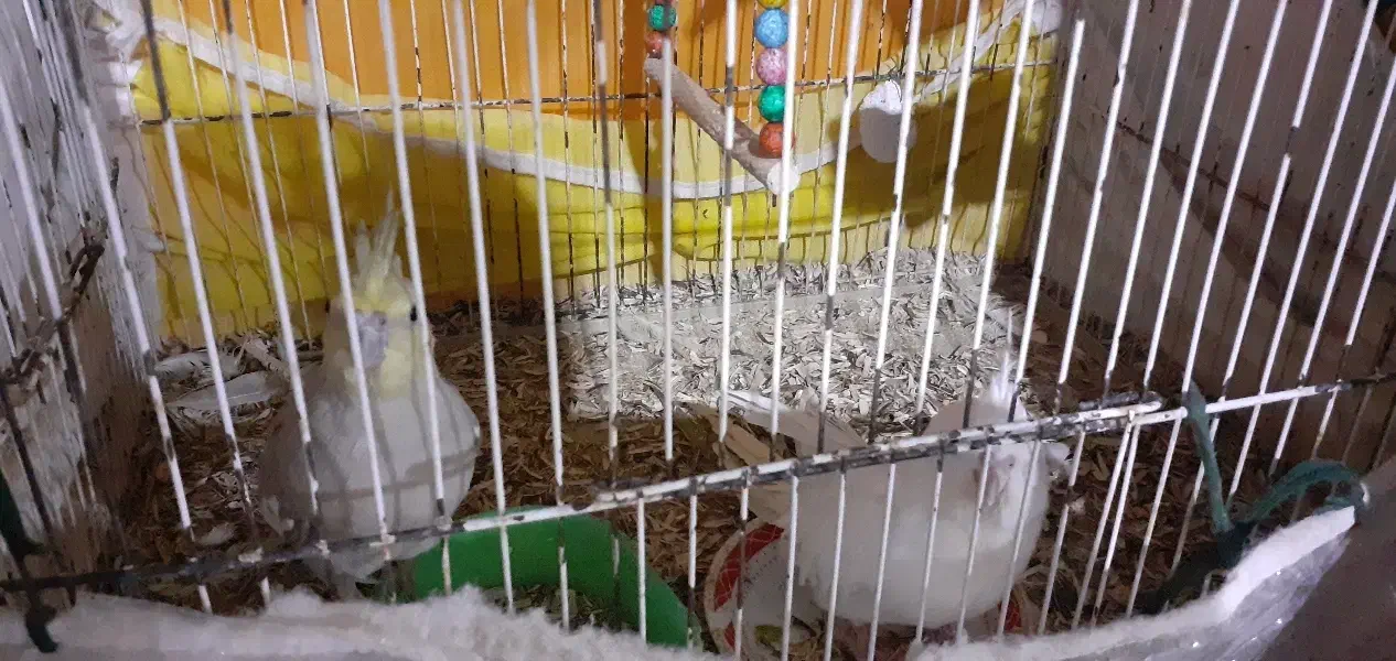 ۲عدد عروس هلندی|پرنده|تربت جام, جامرود|دیوار