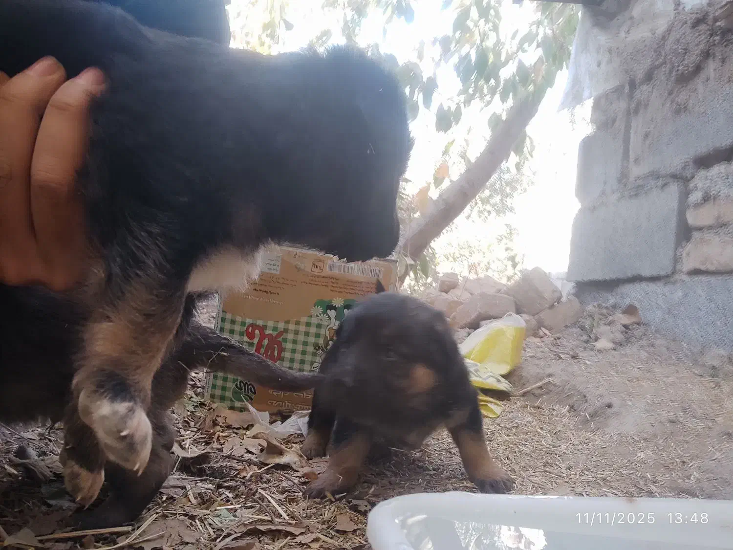 واگذاری ژرمن شپرد شولاین|سگ|نیشابور, مازول|دیوار