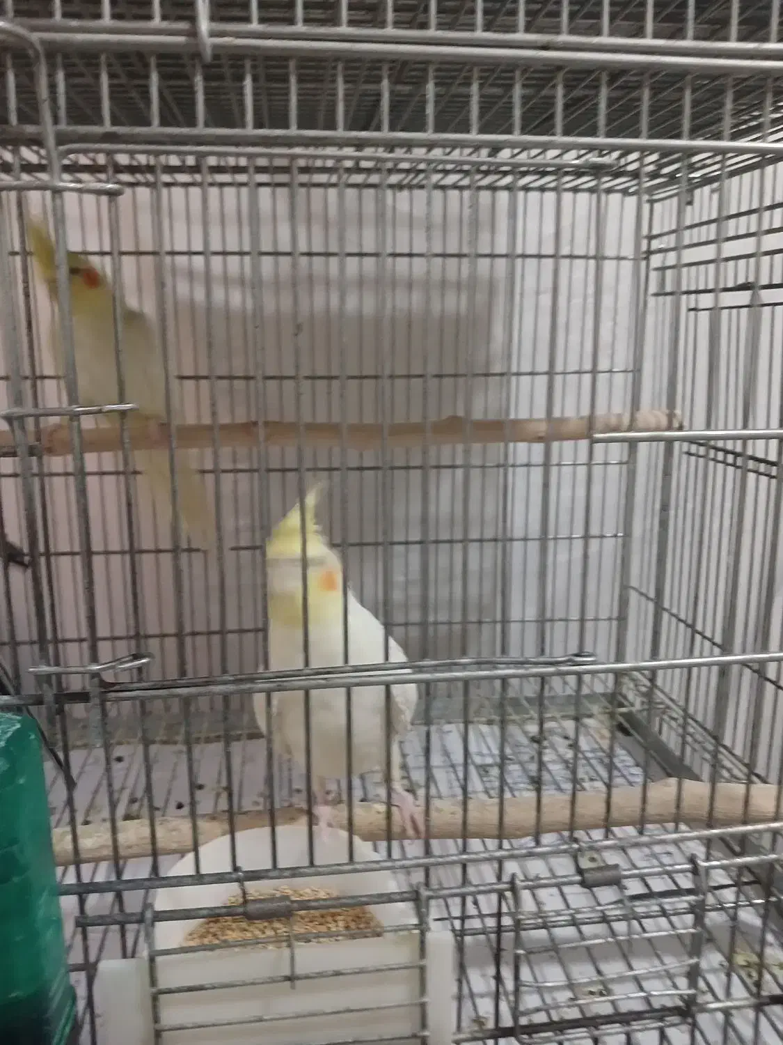 عروس هلندی|پرنده|صفادشت, |دیوار