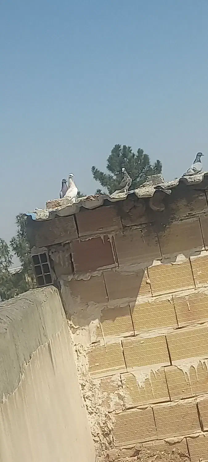 پرشی|پرنده|جغتای, |دیوار