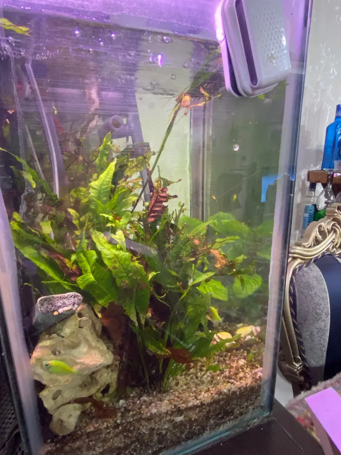 اکواریوم|ماهی|تهران, امام زاده عبدالله|دیوار