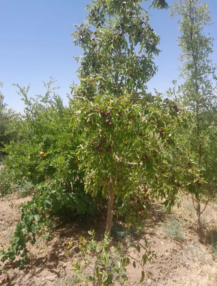 فروش فوری باغ بایک ساعت اب درخوسف|فروش دفتر صنعتی، کشاورزی، تجاری|خوسف, |دیوار