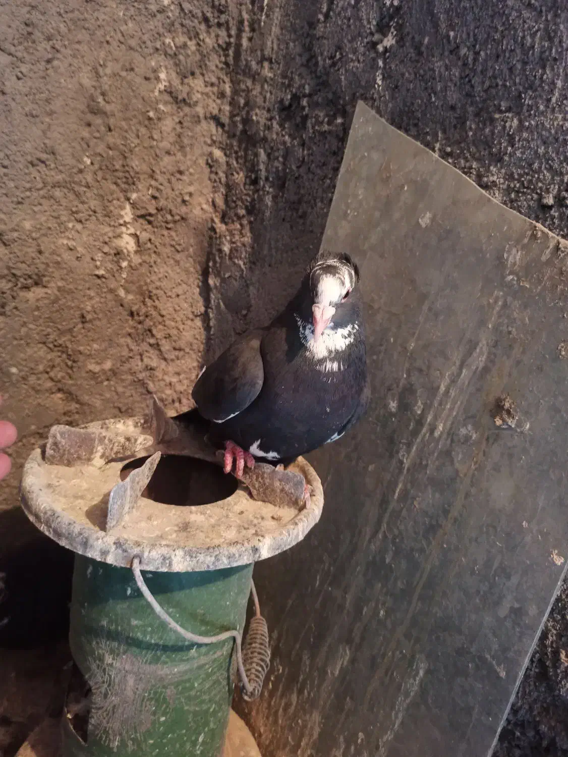 ماده مینا سیاه کاکلی|پرنده|تربت‌حیدریه, تپه ننه حجی|دیوار