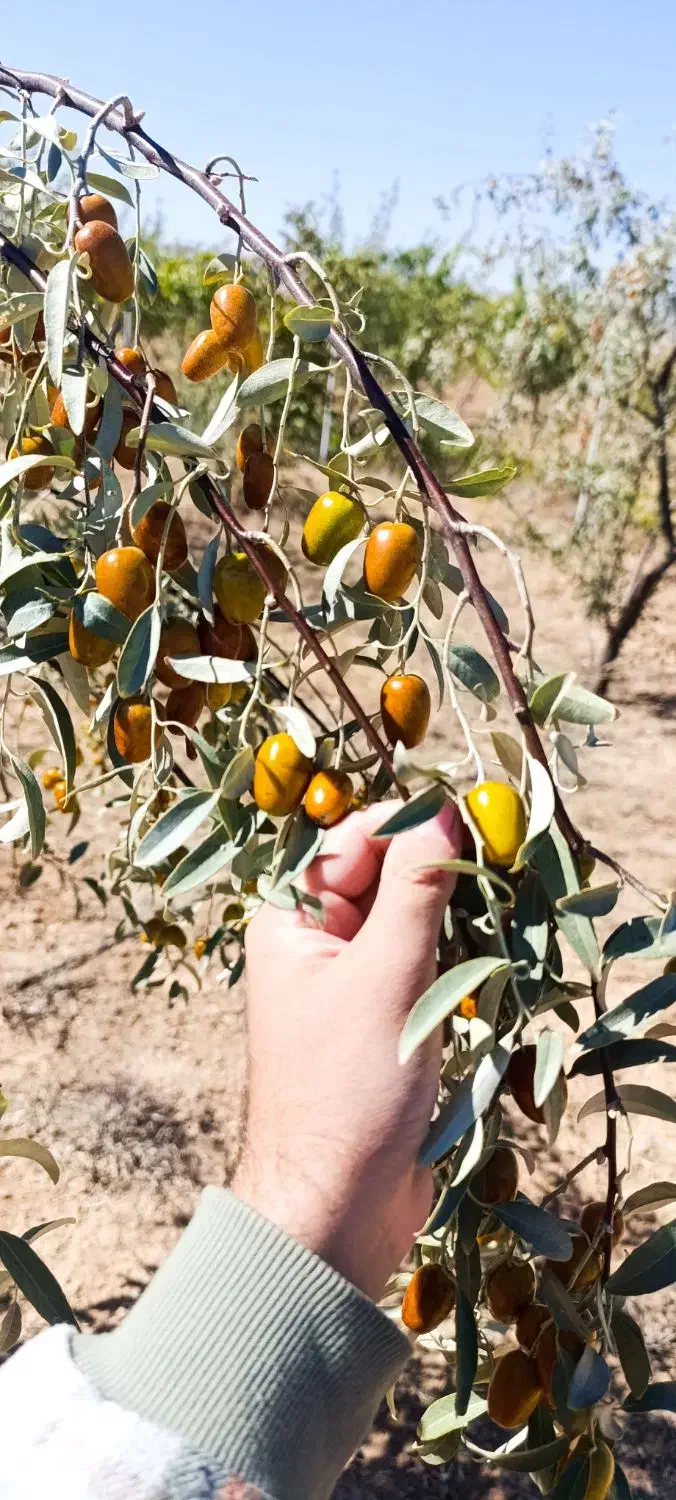 سنجد اقتصادی  قیمت مناسب برای مصرف روزانه|خوردنی و آشامیدنی|تهران, توحید|دیوار