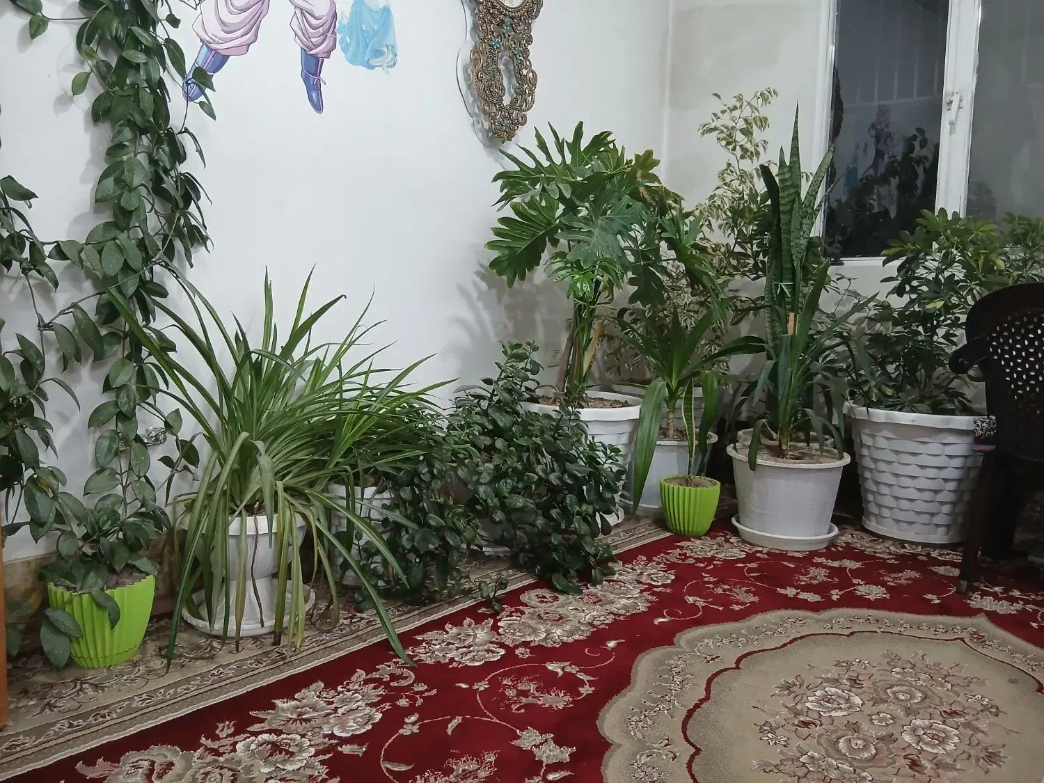 فروش گل طبیعی|گل و گیاه طبیعی|فلاورجان, |دیوار