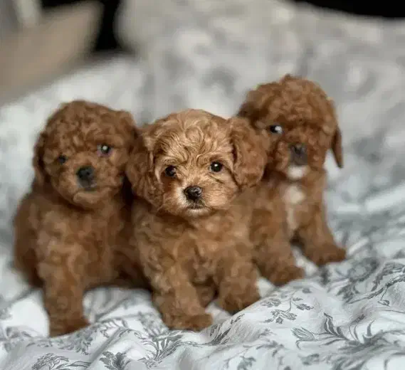 تاینی پودل رد لایت اورجینال|سگ|مشهد, وکیلآباد|دیوار