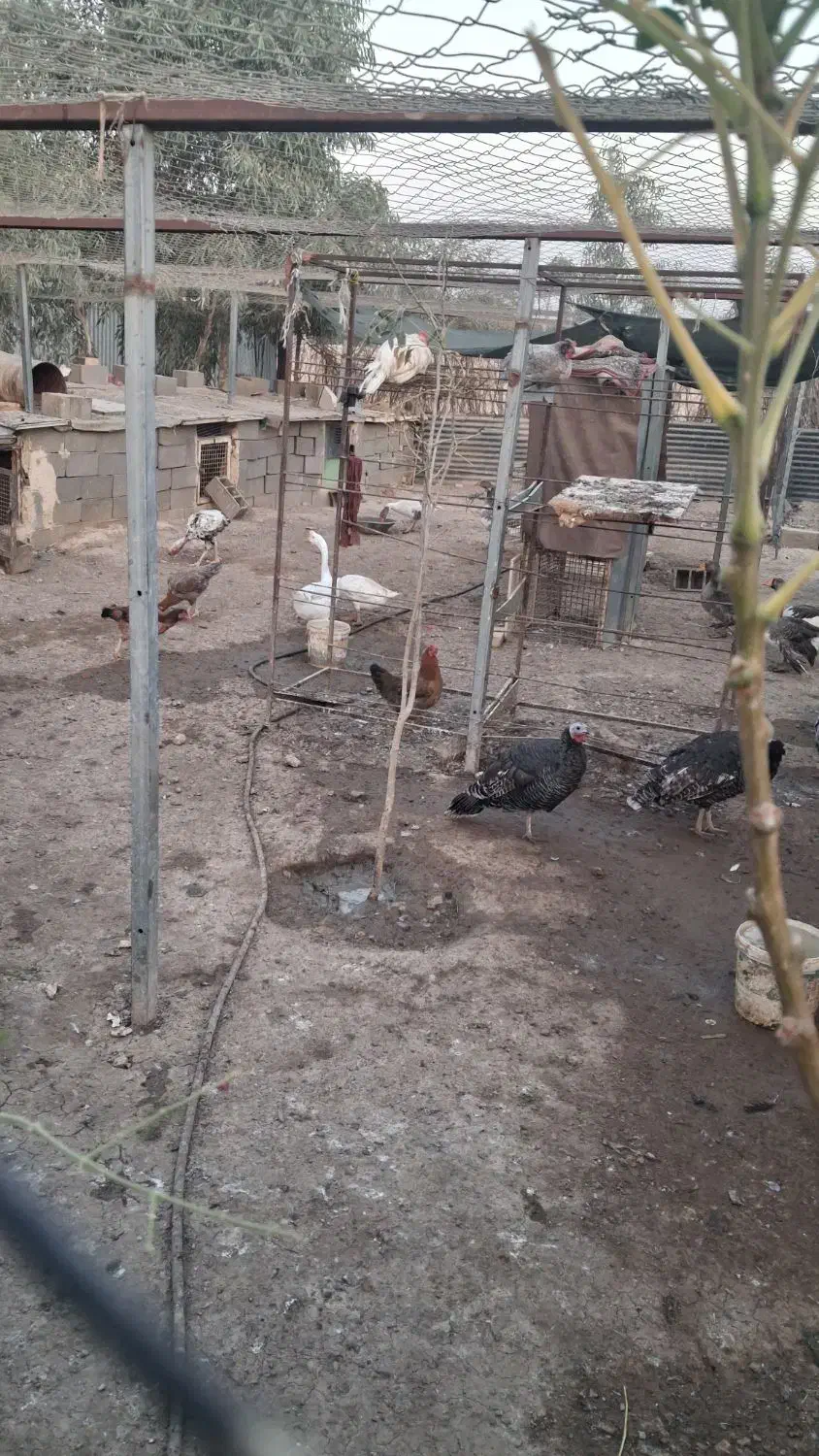 غاز و بوقلمون و اردک. معاوضه .با بره شیری و|حیوانات مزرعه|خاوران, |دیوار