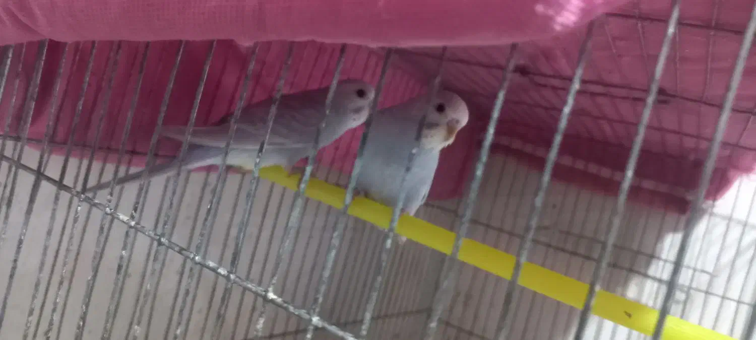 مرغ عشق|پرنده|لیکک, |دیوار