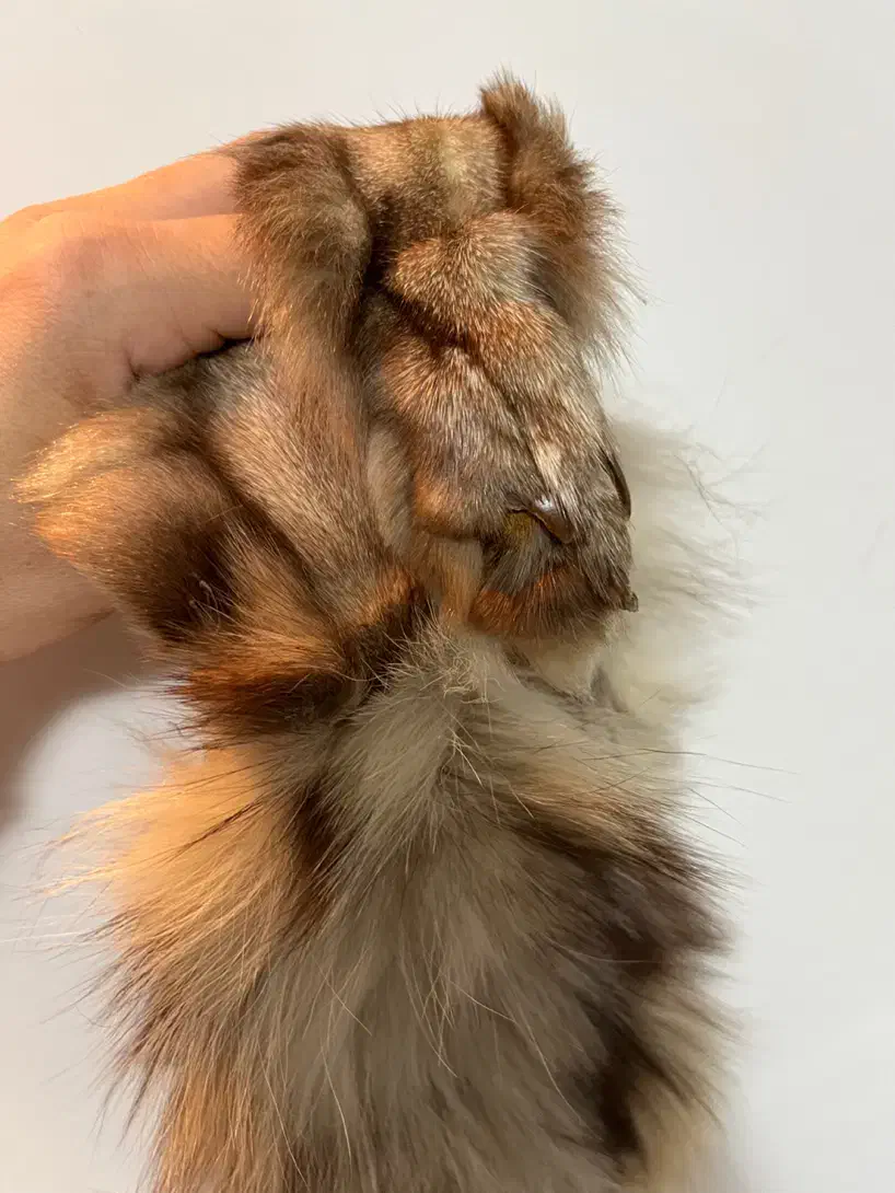 پوست سمور|صنایع دستی و سایر لوازم تزئینی|رشت, گلباغ نماز|دیوار