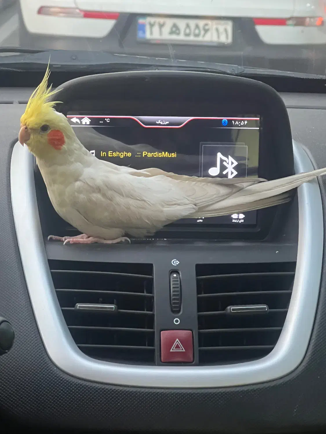 عروس هلندی نر گمشده|پرنده|تهران, خزانه|دیوار