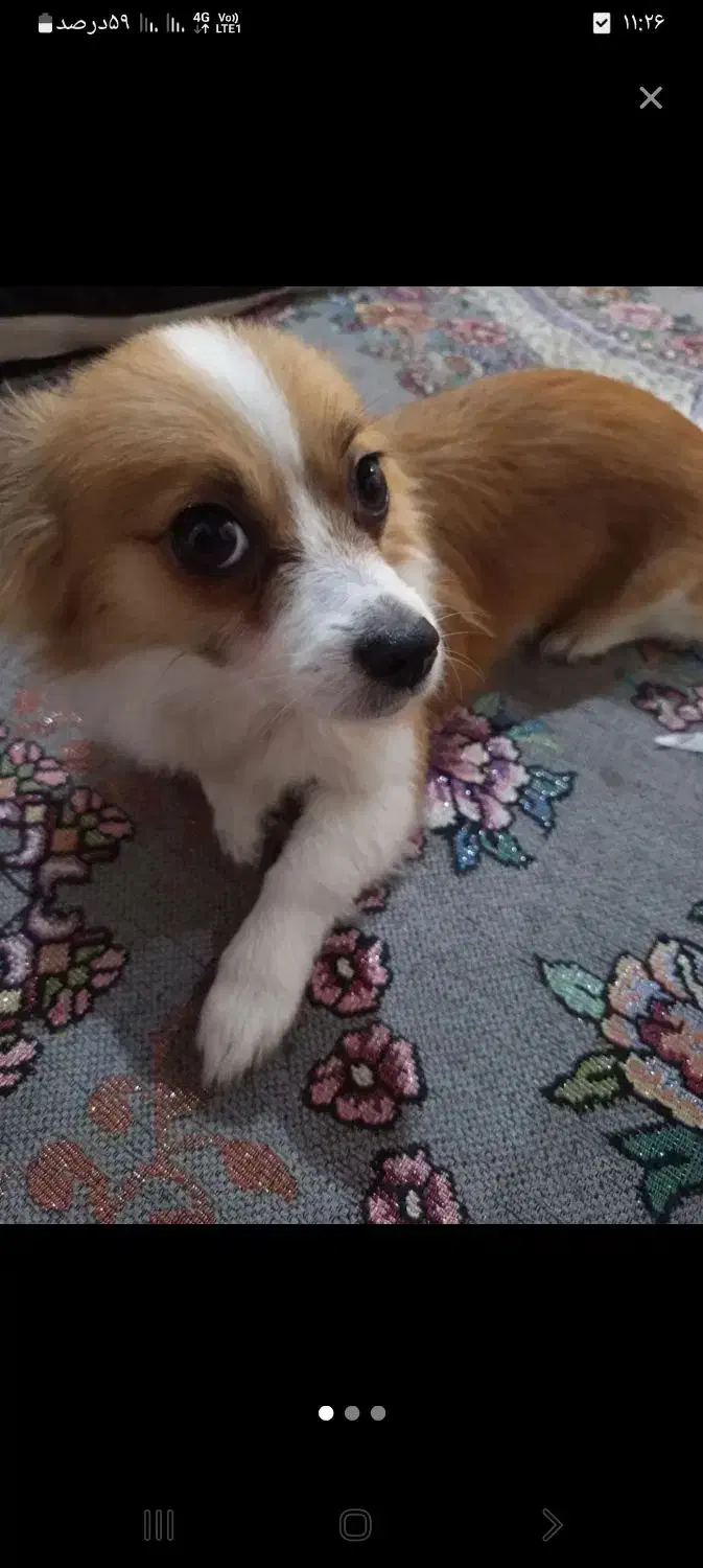 واگذاری سگ|سگ|بندرعباس, |دیوار