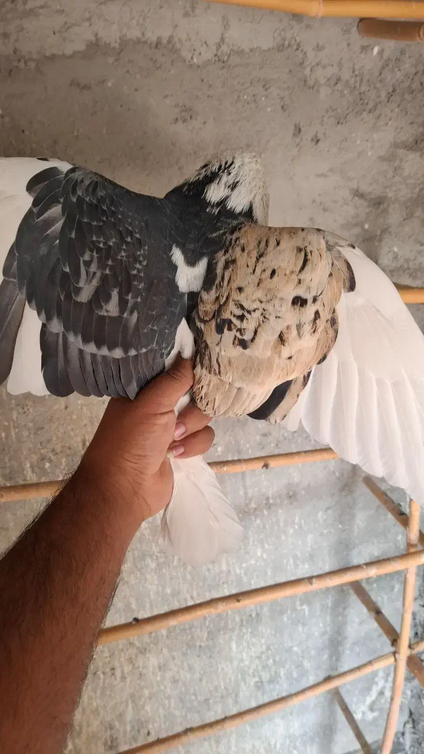 شازده نر دورنگ|پرنده|شهریار, فرارت|دیوار