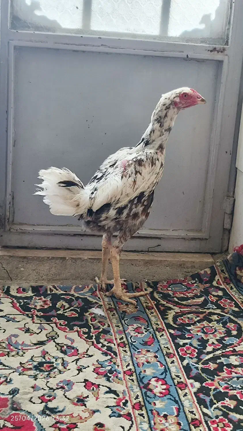 مرغ|حیوانات مزرعه|یزد, |دیوار