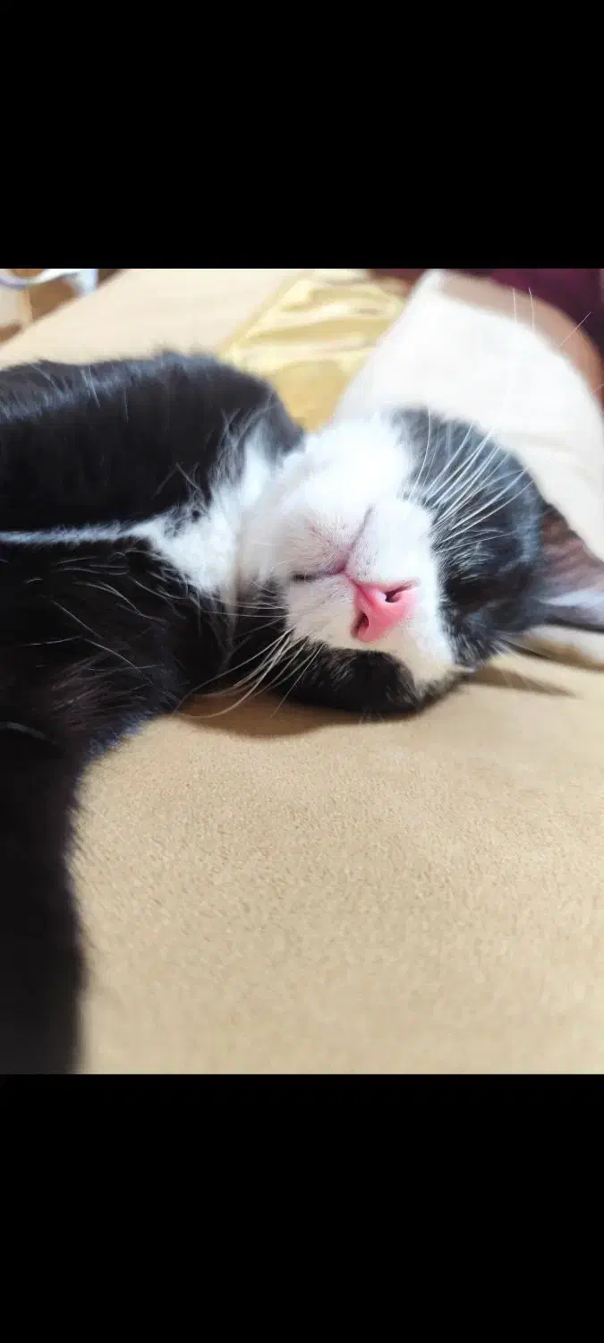 واگذاری خر گربه تاکسیدو|گربه|صباشهر, |دیوار