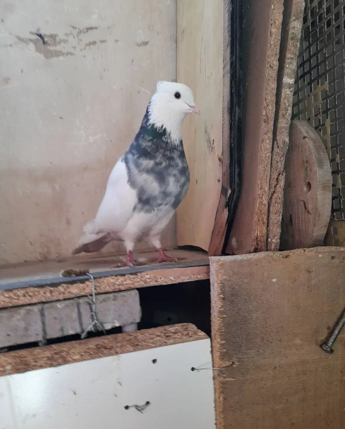 نر طوقی|پرنده|قم, یزدانشهر|دیوار