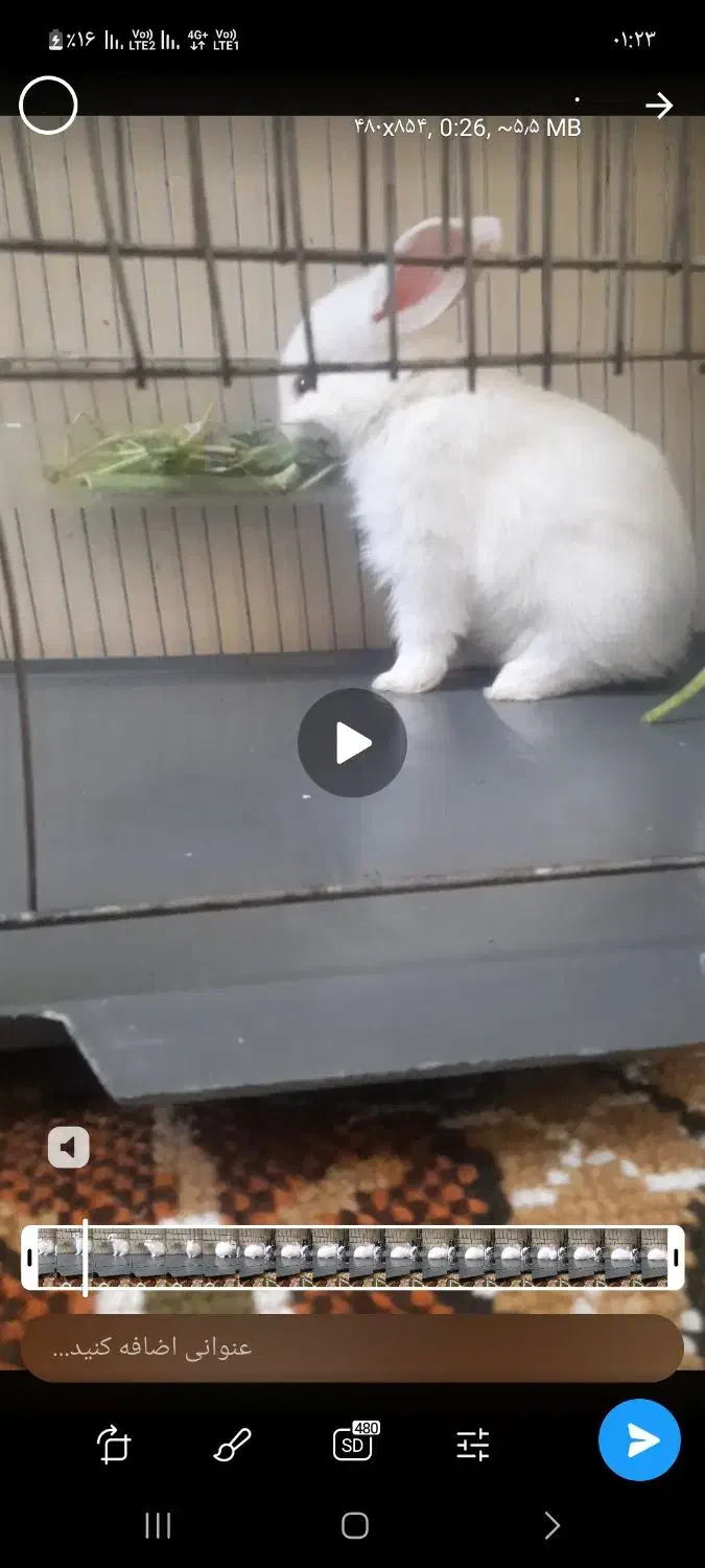 دو عدد خرگوش یکی لوپ یکی ساده رایگان|موش و خرگوش|سنندج, |دیوار