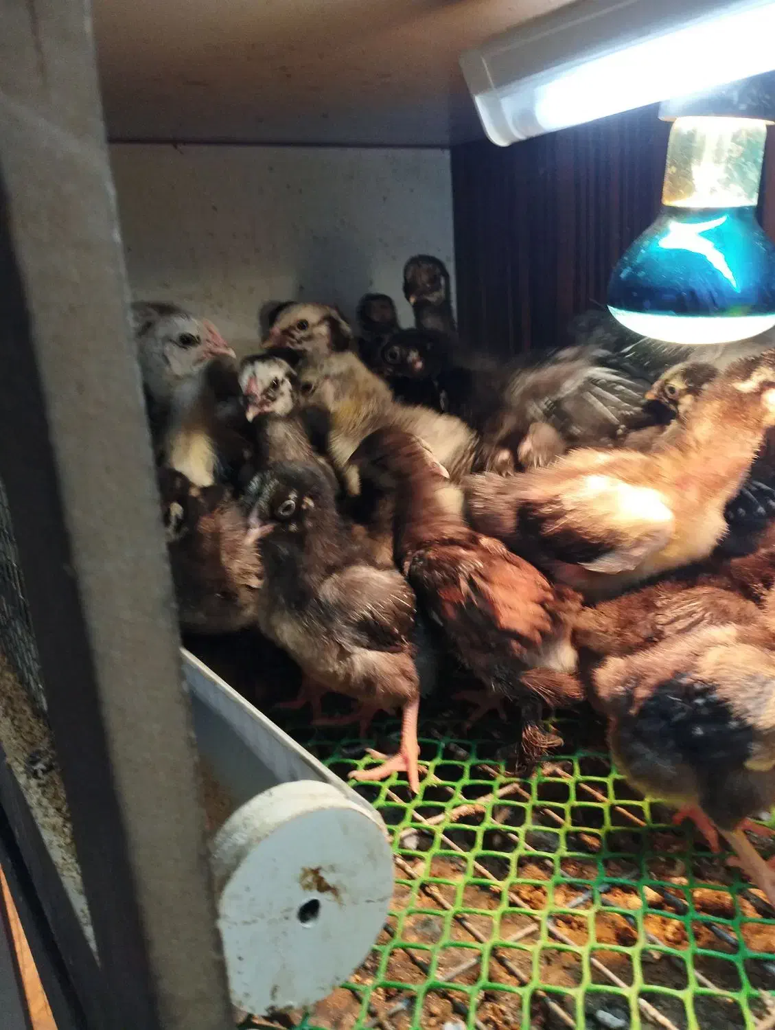 مرغ و خروس زینتی|حیوانات مزرعه|پارس‌آباد, |دیوار