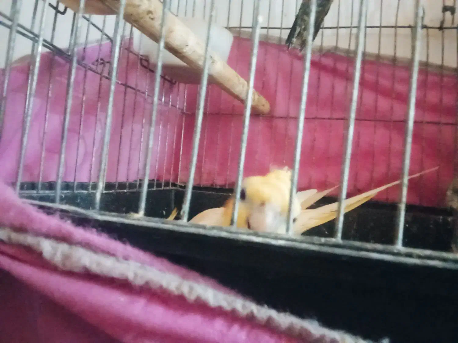 عروس هلندی|پرنده|قم, شهرک مهدیه (مدرس)|دیوار