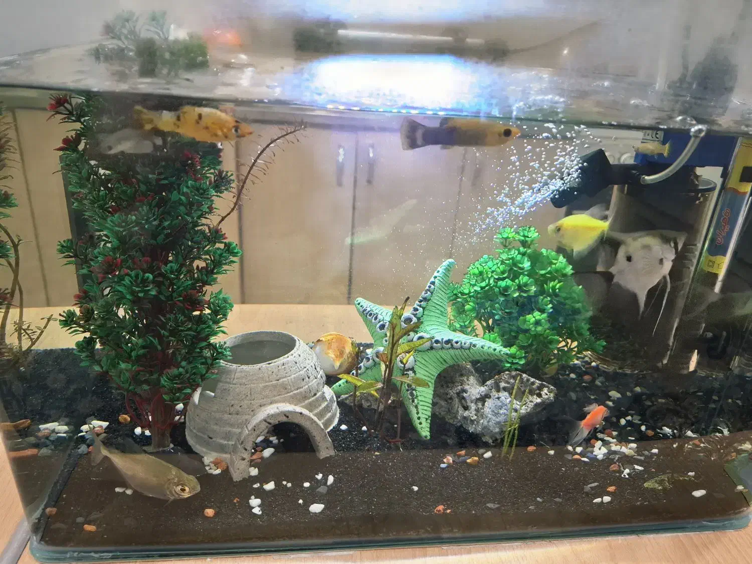 آکواریوم|ماهی|محمدشهر, ولدآباد|دیوار