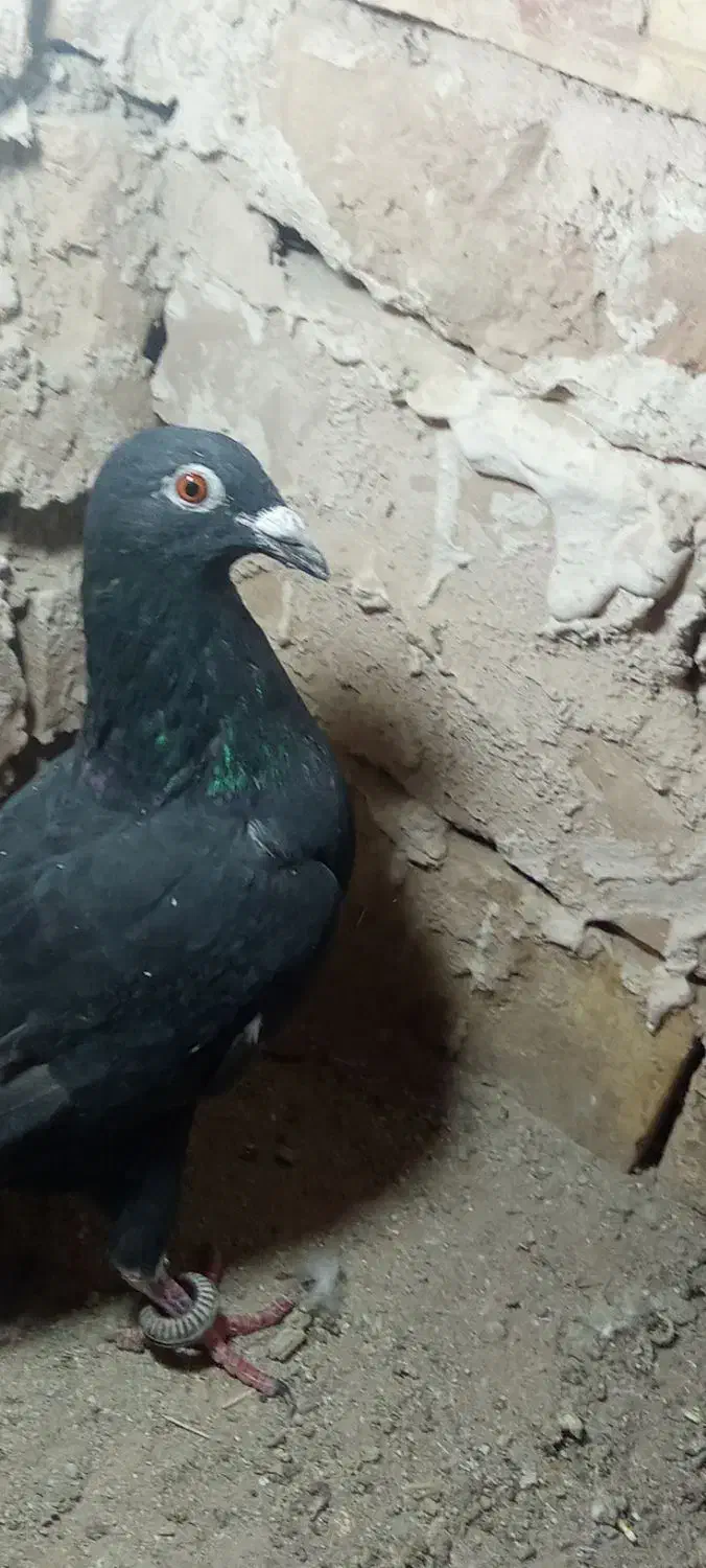 زاغ پرشی|پرنده|خوسف, |دیوار