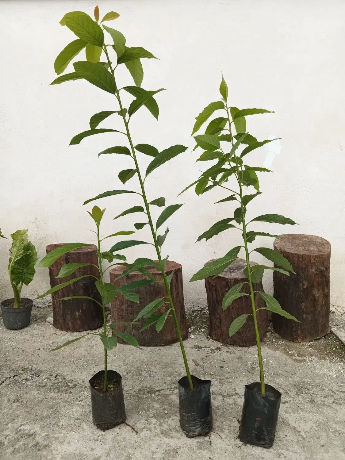 فر ش نهال آووکادو|خدمات باغبانی و درختکاری|رحیم‌آباد, |دیوار