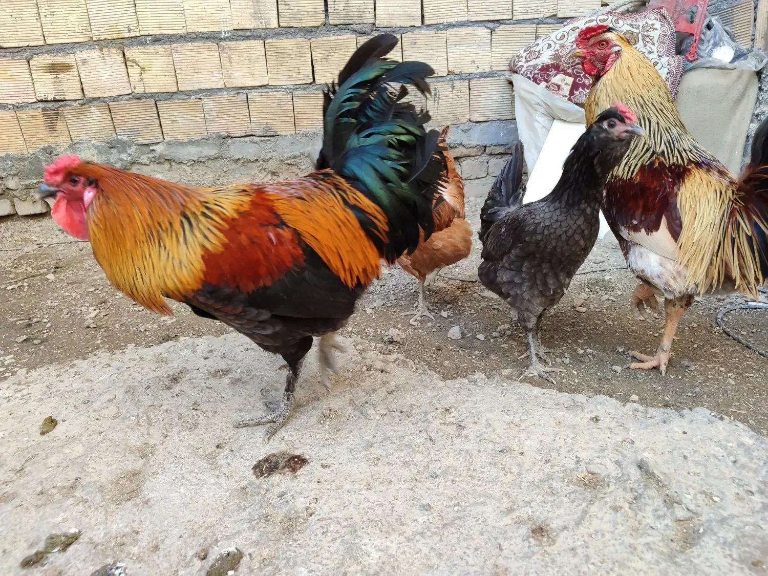 مرغ وخروس|حیوانات مزرعه|کرمانشاه, |دیوار