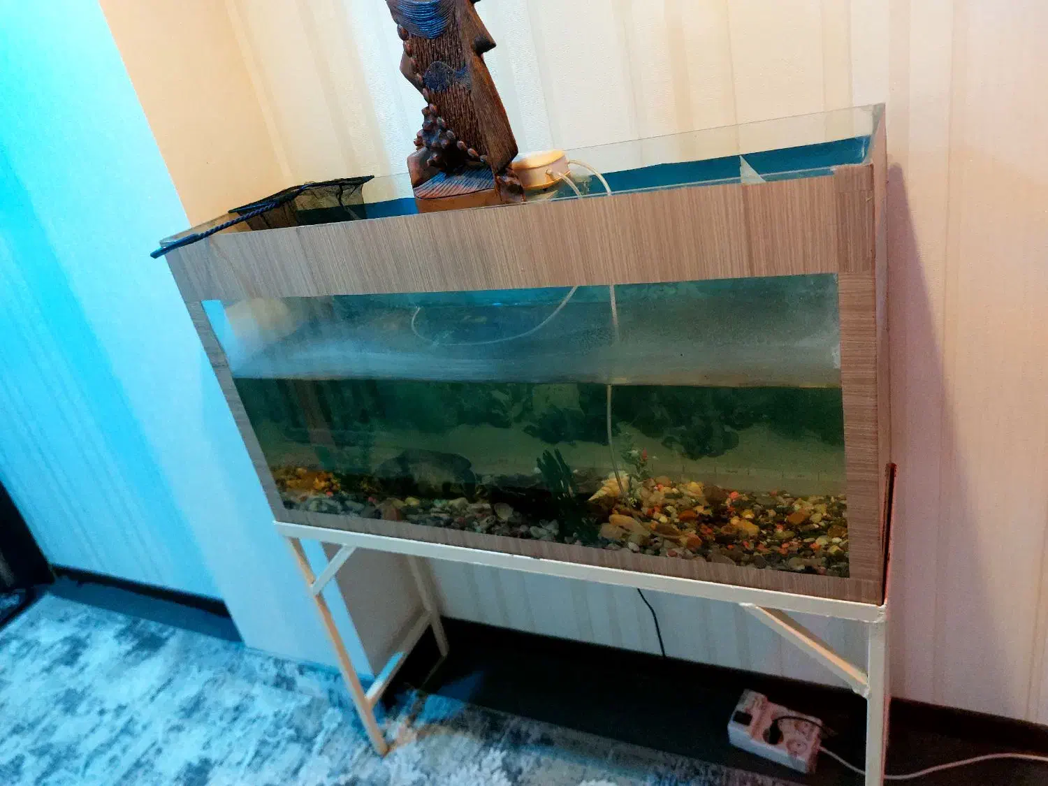 اکواریوم|ماهی|آزادشهر, |دیوار