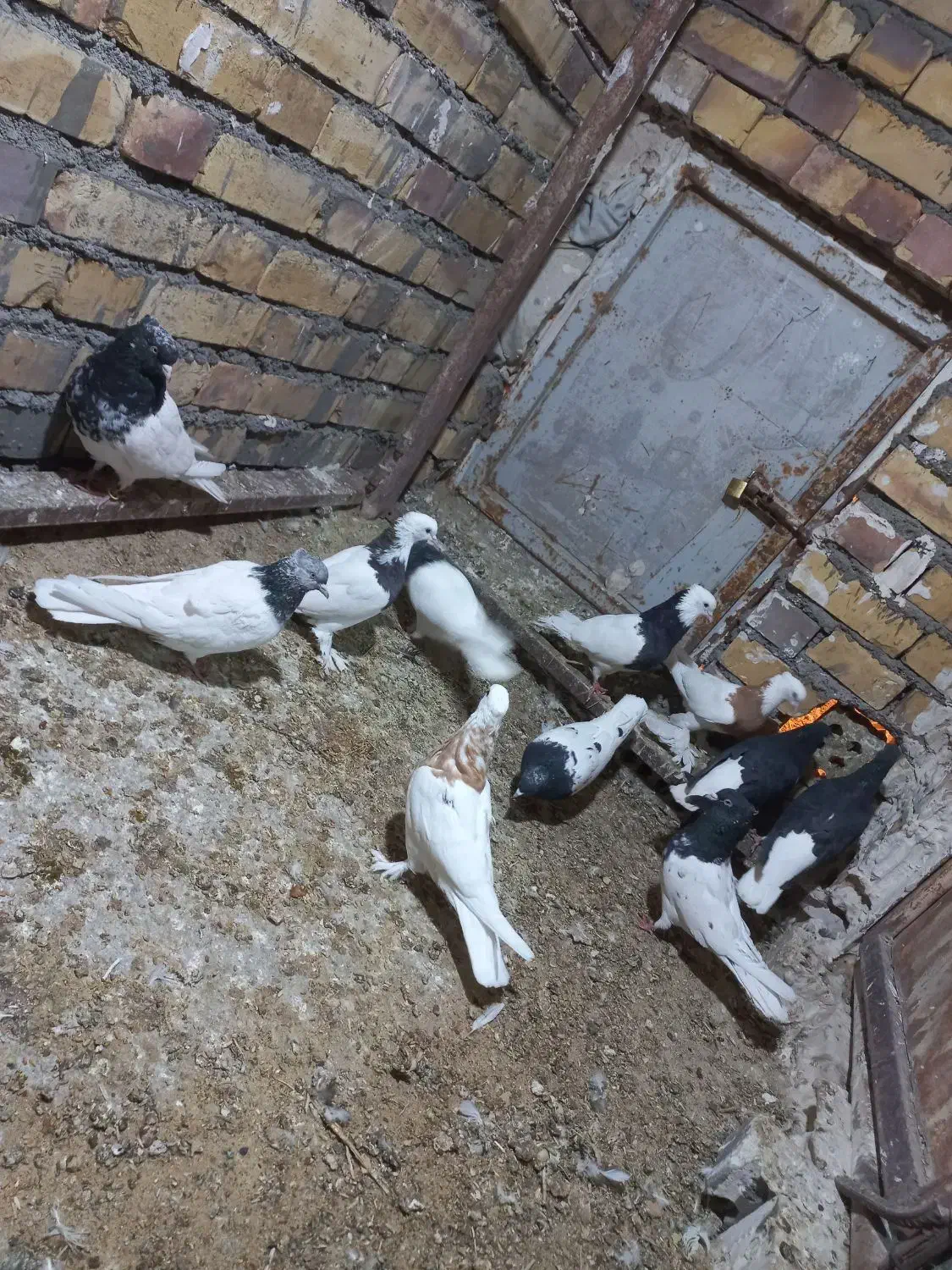 تعداد ۱۰ عدد کفتر رنگه|پرنده|قاسمآباد (خواف), |دیوار