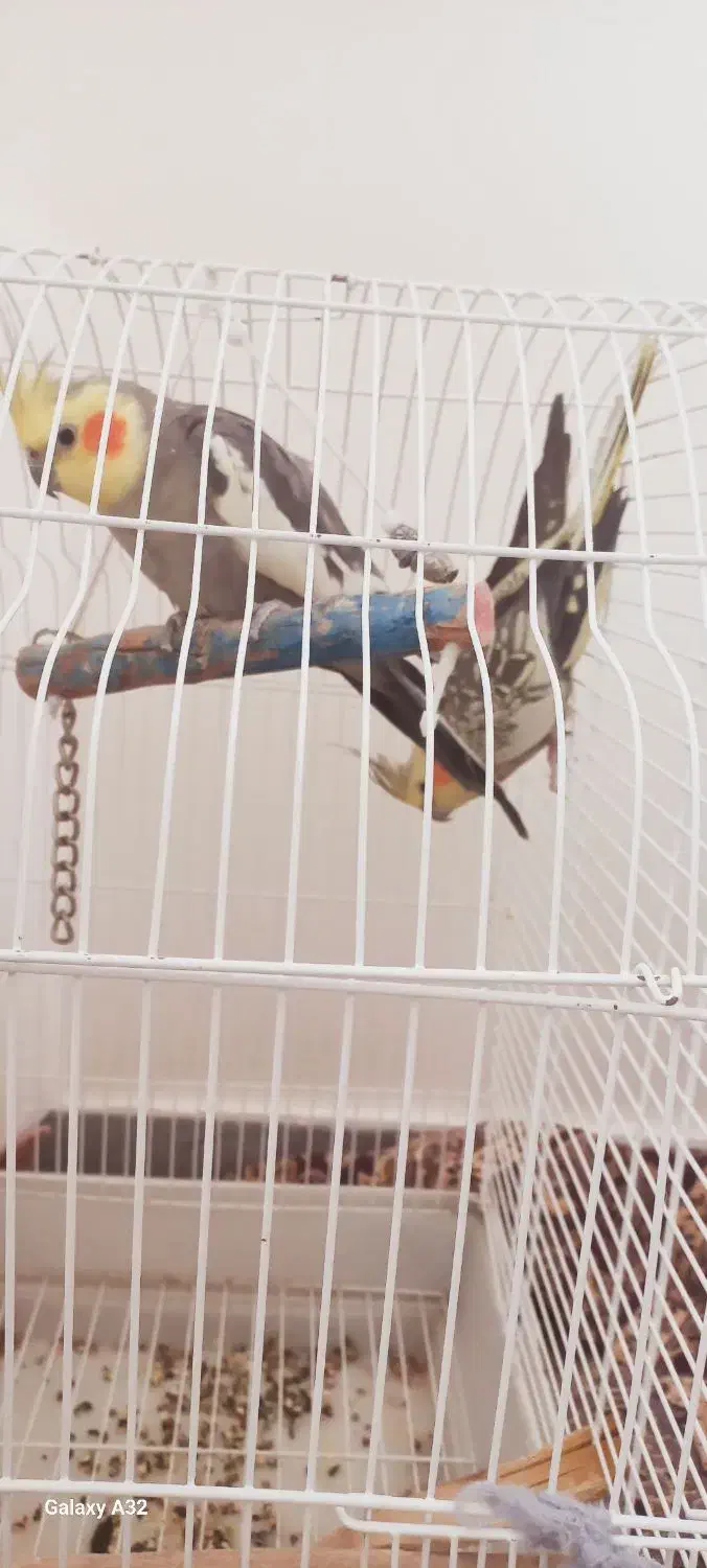 عروس هلندی|پرنده|مشگین شهر, |دیوار