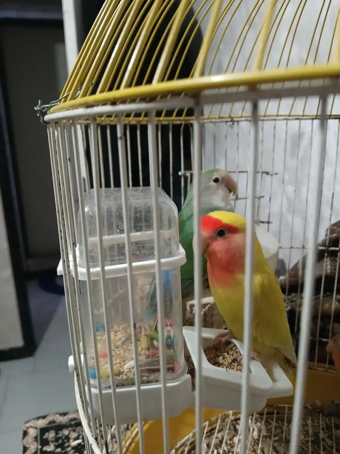 جفت مولد طوطی برزیلی|پرنده|کرج, ساماندهی|دیوار