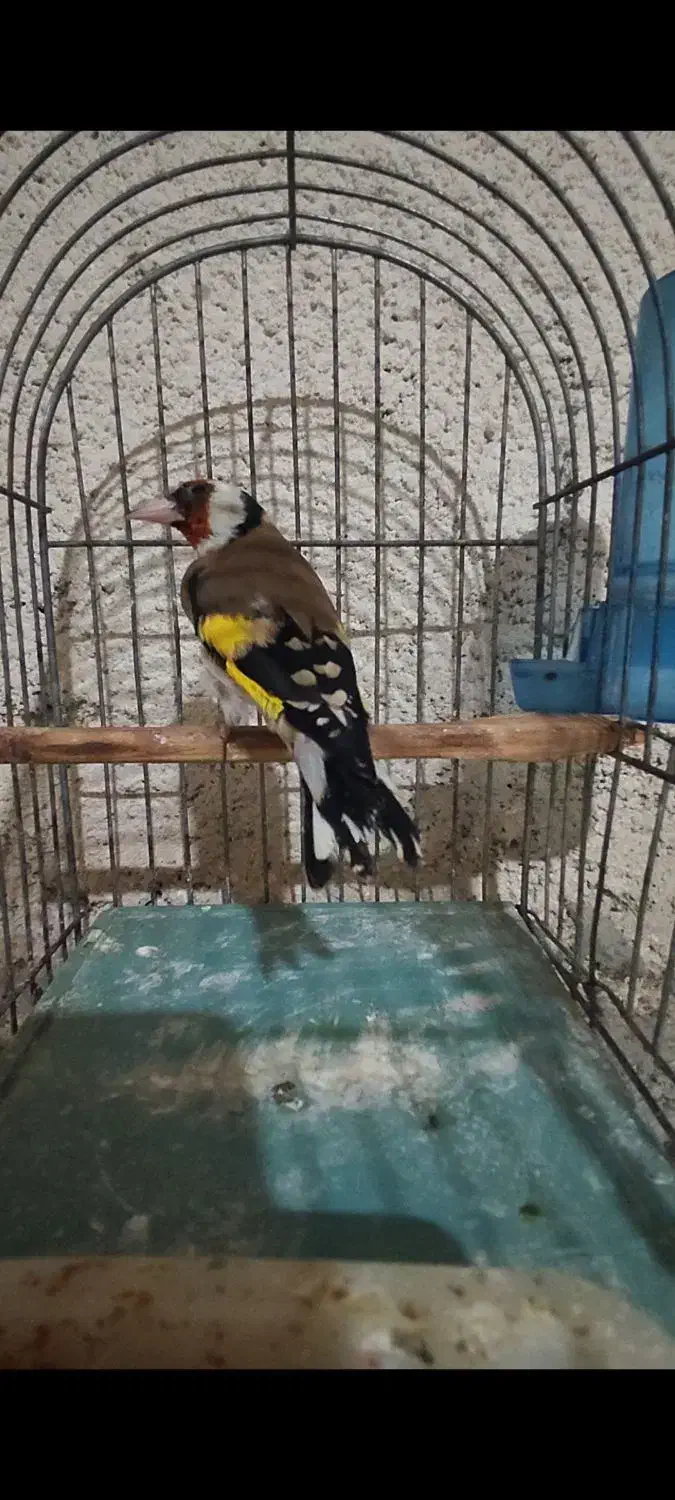 جوجه سهره نر|پرنده|ارومیه, |دیوار