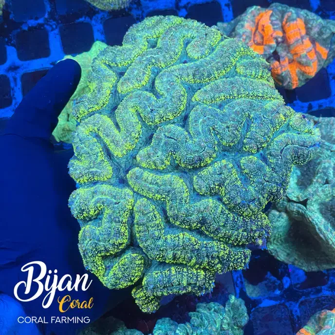 اکواریوم ماهی تجهیزات ابشور آب شور|ماهی|تهران, منیریه|دیوار