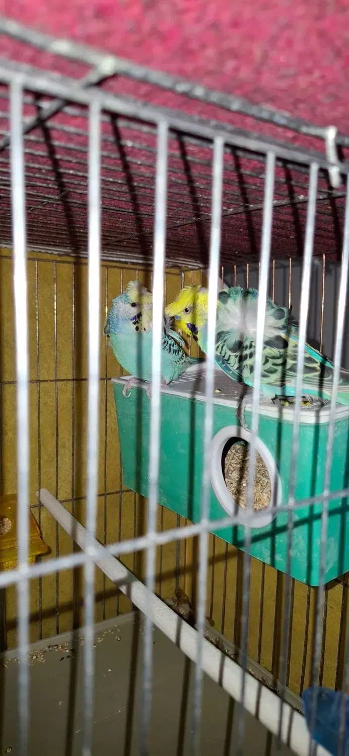 مرغ عشق پروانه ای،رینبو .ماهی گوپی وفایتر با کیفیت|پرنده|مرودشت, پشت سایپا‎|دیوار