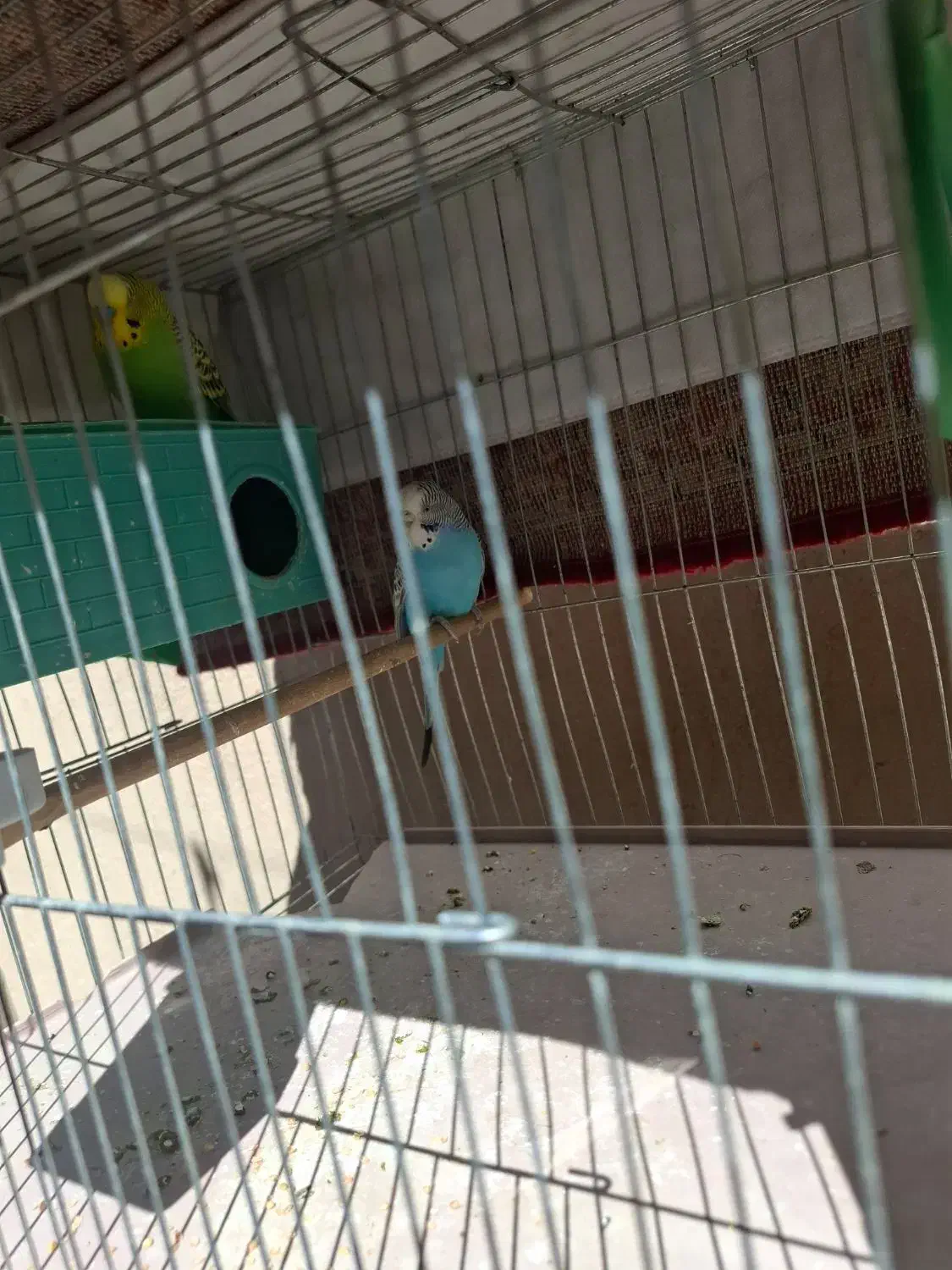 مرغ عشق|پرنده|شیراز, لب آب|دیوار