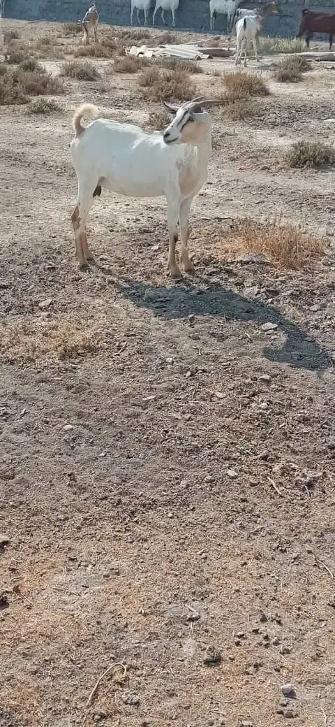 بز داشتی|حیوانات مزرعه|برازجان, |دیوار