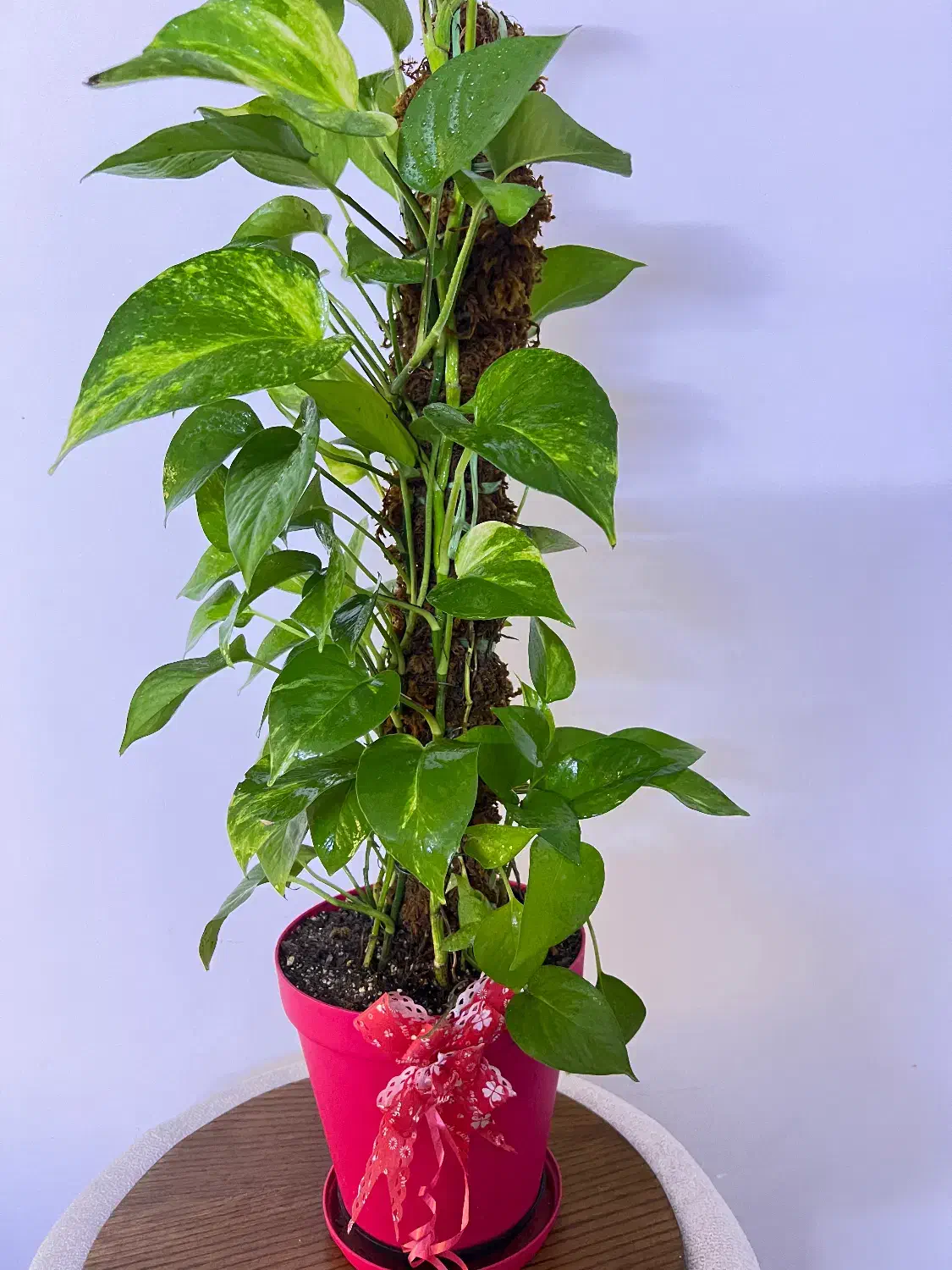 گل وگیاه طبیعی اپارتمانی آماده با گلدان|گل و گیاه طبیعی|اهواز, گلستان|دیوار