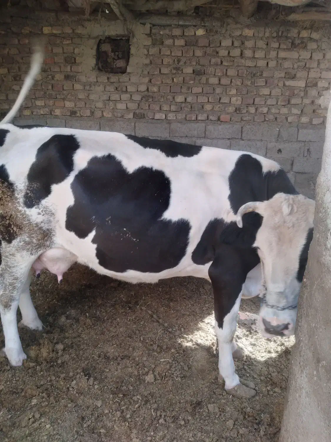 گاو|حیوانات مزرعه|زابل, |دیوار