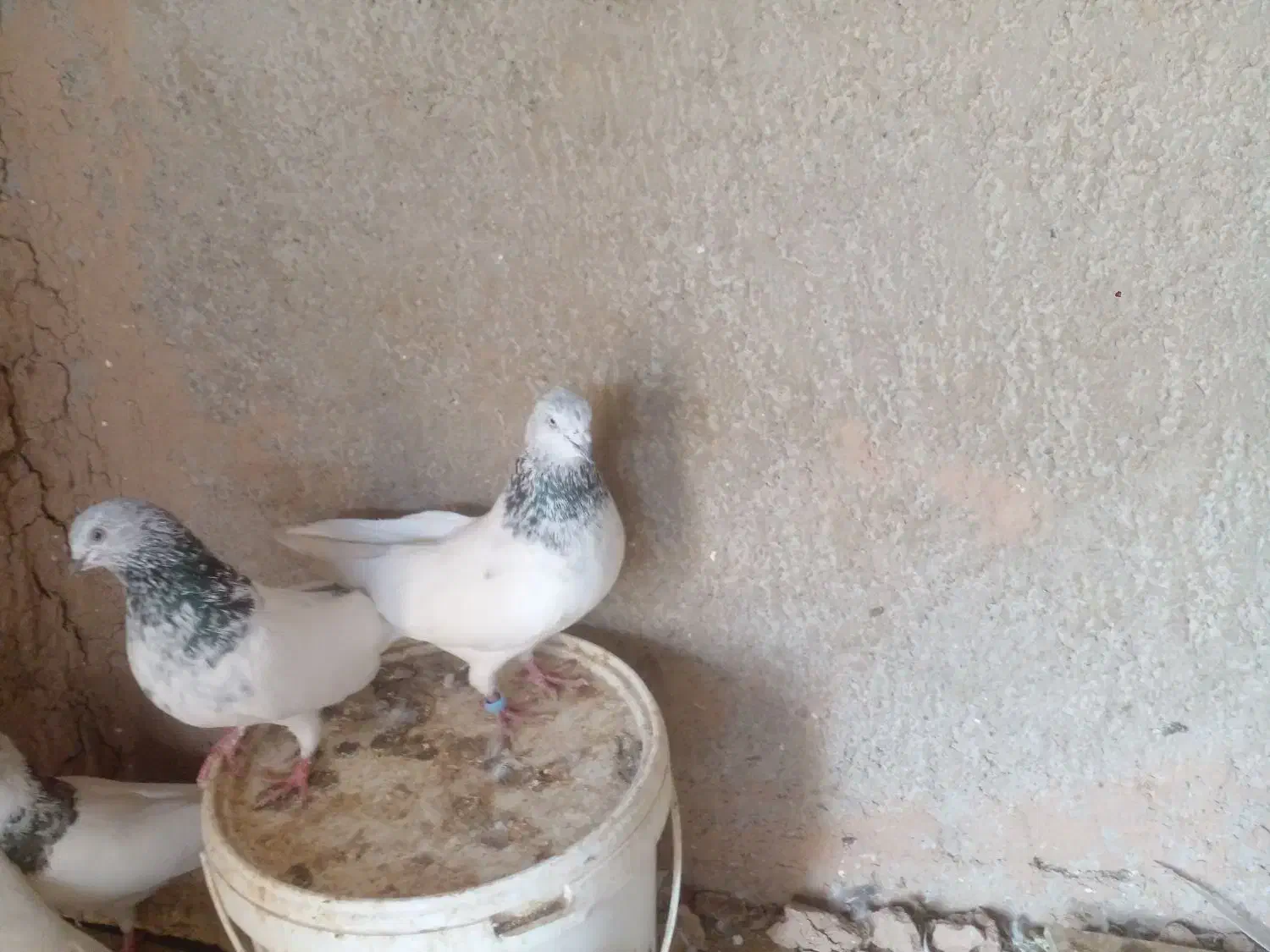 کبوتر|پرنده|امیدیه, |دیوار