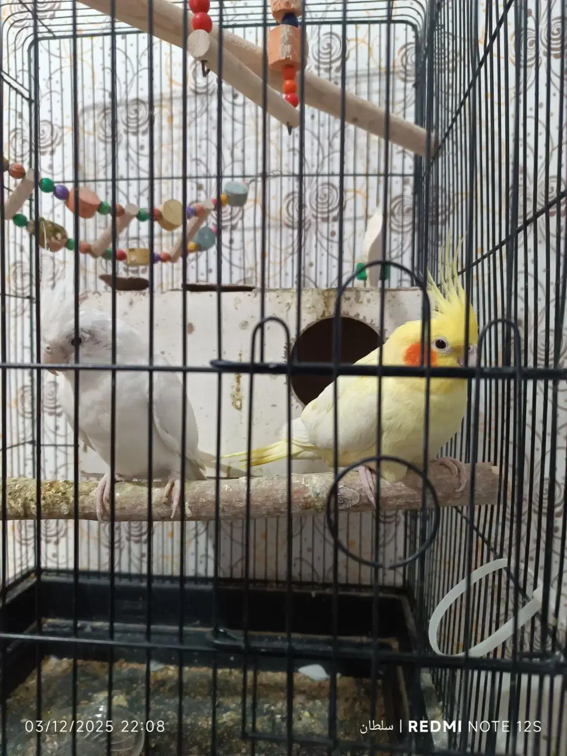 یک جفت عروس هلندی کاملا سالم و زرنگ|پرنده|گلبهار, شهر جدید گلبهار|دیوار