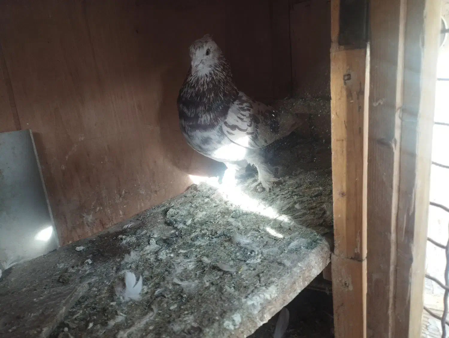 کفتر|حیوانات مزرعه|کرج, شهرک رضوانیه|دیوار