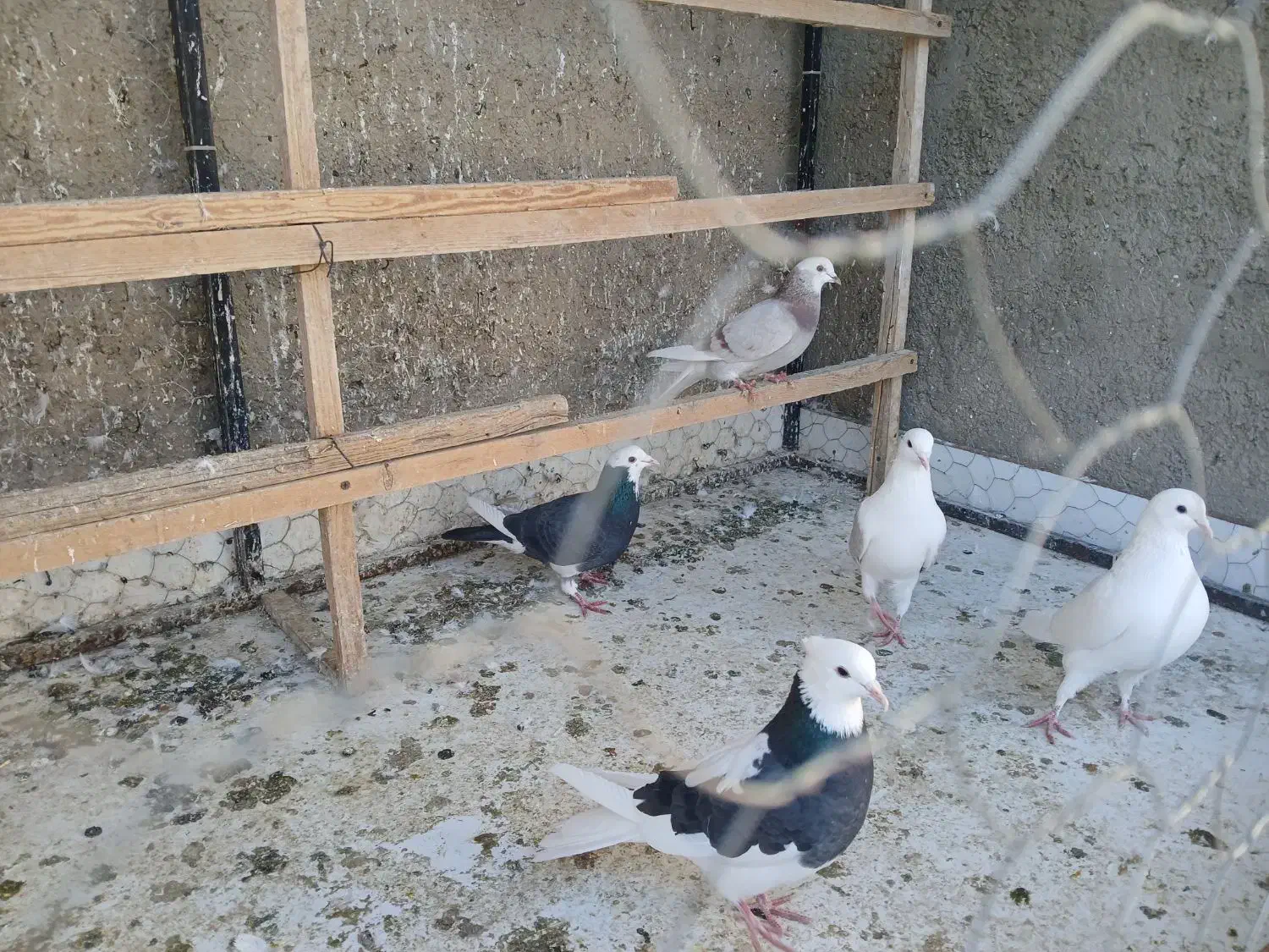 ۵عدد کفتر خوب|پرنده|ابهر, |دیوار