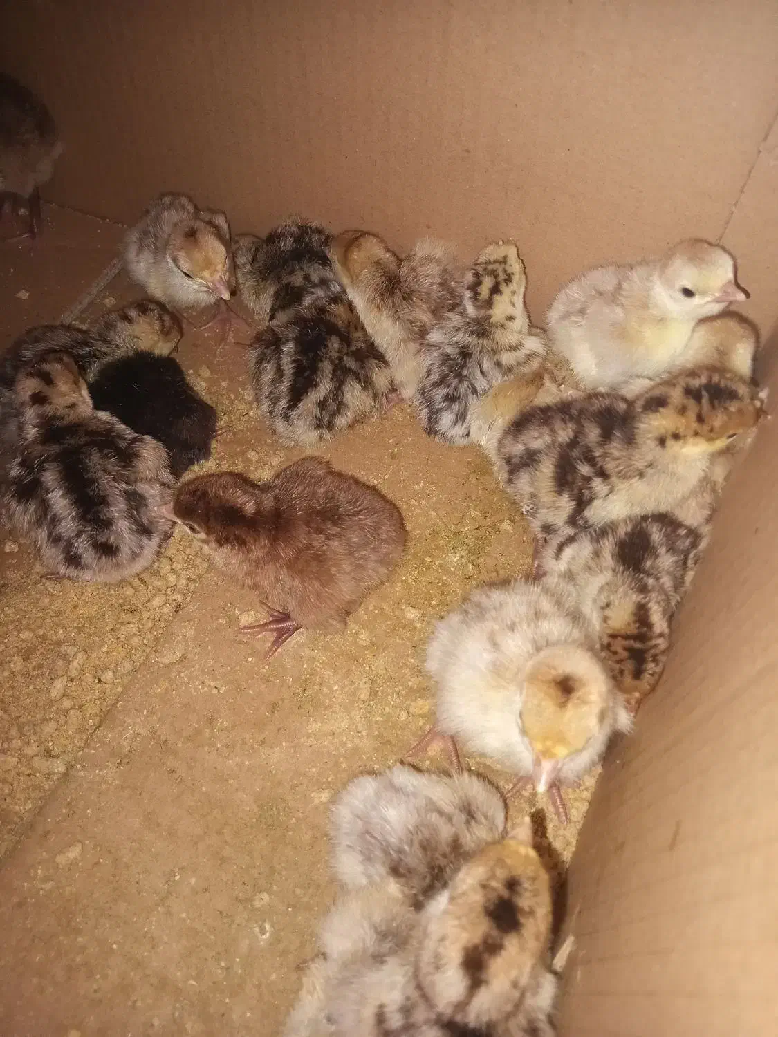 جوجه بوقلمون ۱ روزه|حیوانات مزرعه|تویسرکان, |دیوار