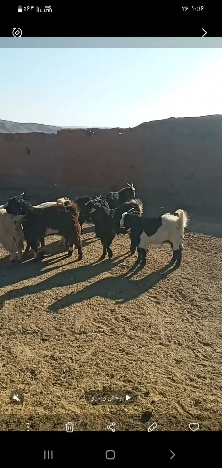 بزغاله نر|حیوانات مزرعه|تربت جام, جامرود|دیوار