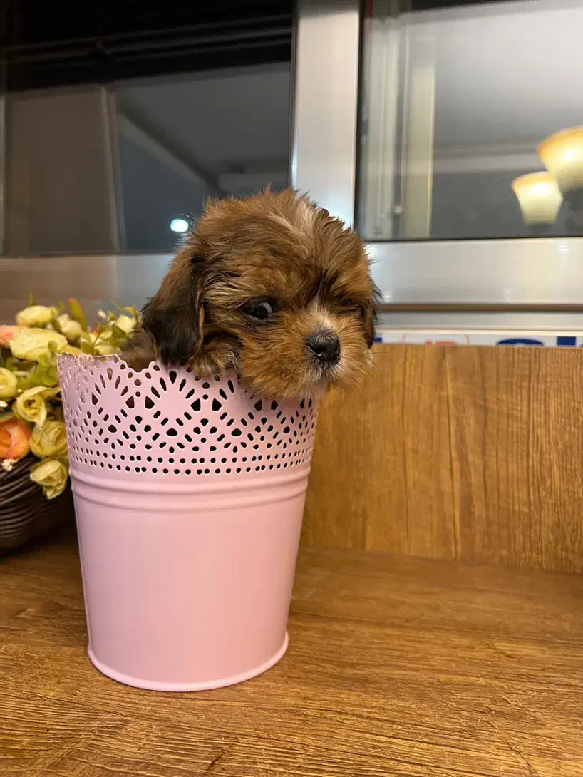 توله پاپی پامر خرسی|سگ|اصفهان, باغ کاران|دیوار