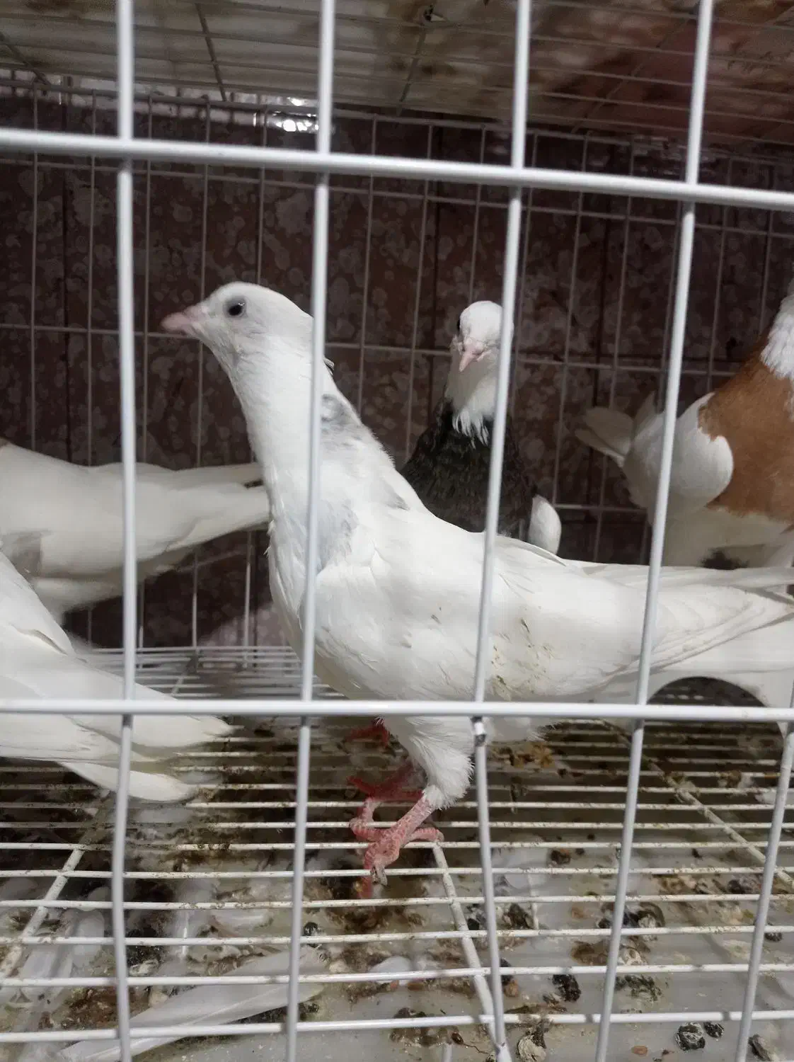 کبوتر|پرنده|دهدشت, |دیوار