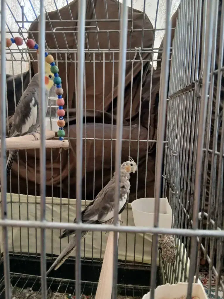 یک جفت عروس هلندی|پرنده|کرج, اسدآباد|دیوار