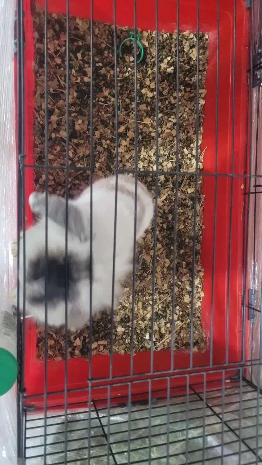 خرگوش لوپ|موش و خرگوش|پردیس, فاز ۲|دیوار