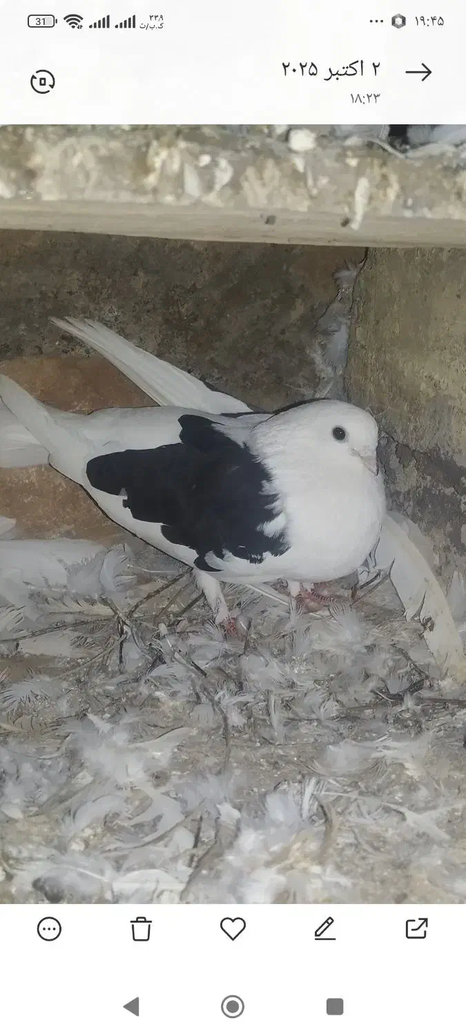 دوکت ماده نوک جم،رزن|پرنده|درگزین, |دیوار