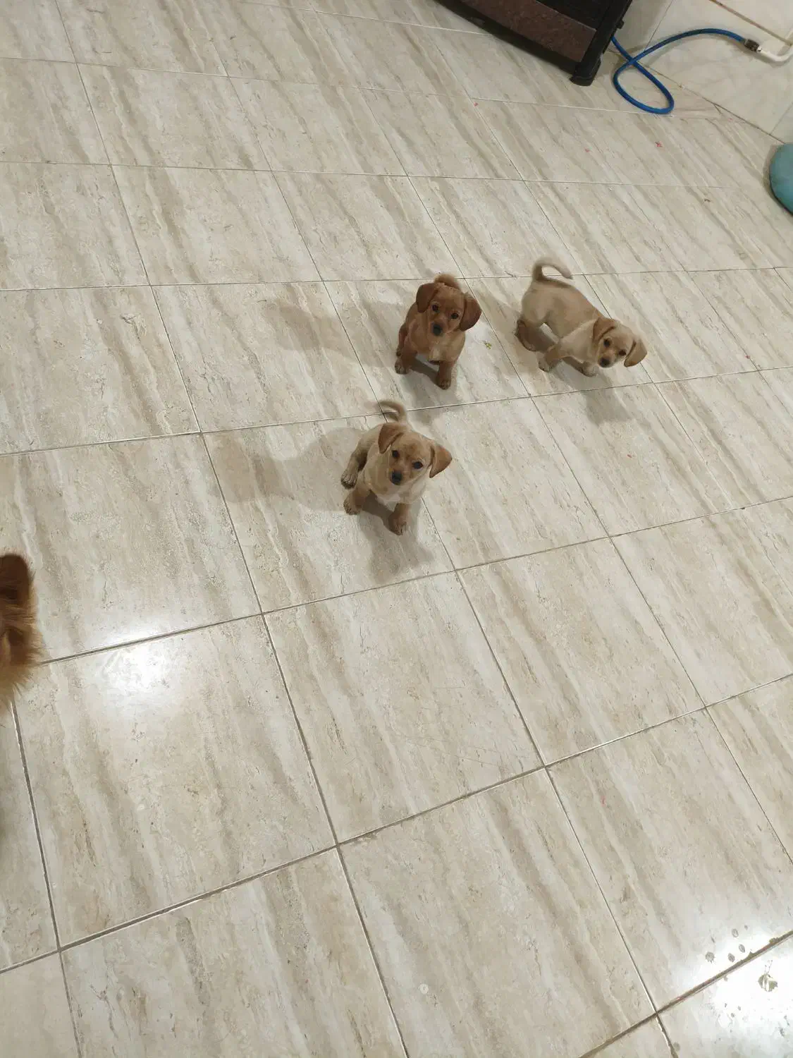 فروش چهار عدد توله سگ پامر اشپیتز|سگ|کرمان, |دیوار