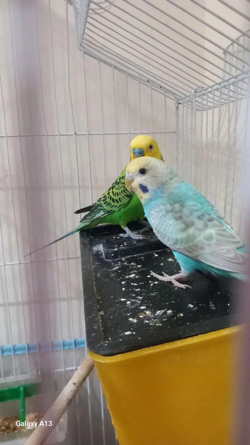 مرغ عشق جفت|پرنده|قزوین, |دیوار